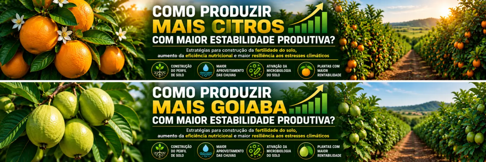 Material SuperALL sobre fertilidade e estabilidade produtiva para citros e goiaba